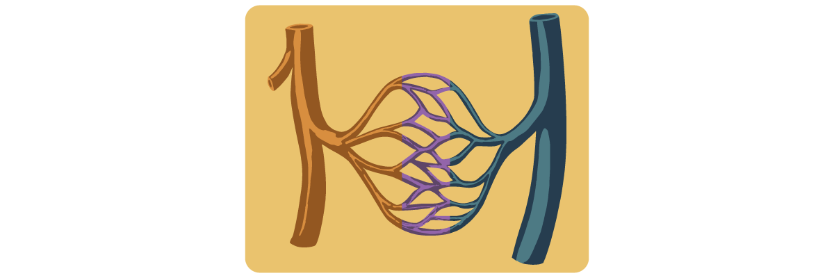 Peripheral Vascular Disease